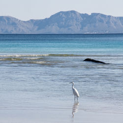 Bird perching on sea by mountains against clear sky