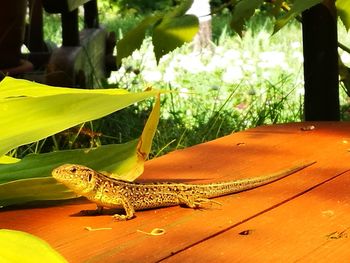 Close-up of lizard on tree