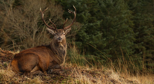 Deer in a field