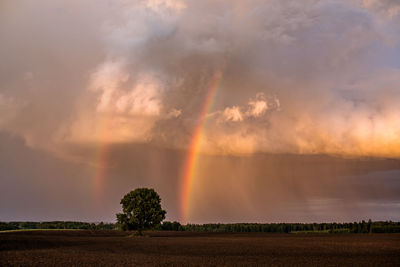 Double rainbow over lonely tree