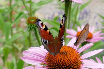 Close-up of butterfly pollinating on flower