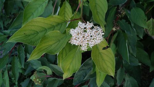 Close-up of flowers blooming outdoors