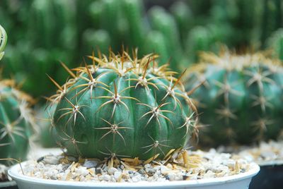 Close-up of cactus in potted plant