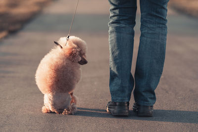A beautiful miniature toy poodle dog sits at the feet of its owner, a walk at sunset