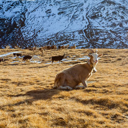 Deer standing in a field