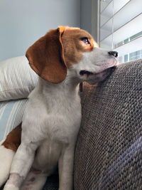 Dog sitting on sofa at home