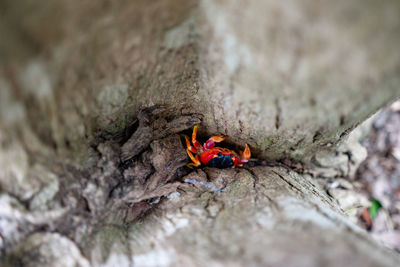 Close-up of ladybug on rock