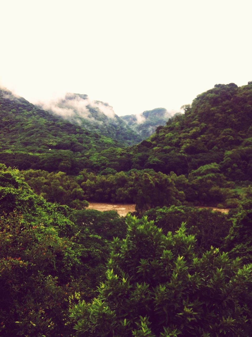 tree, tranquil scene, tranquility, mountain, beauty in nature, scenics, growth, green color, nature, lush foliage, landscape, non-urban scene, clear sky, plant, forest, green, idyllic, sky, day, no people