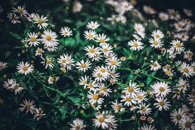 High angle view of white flowering plants