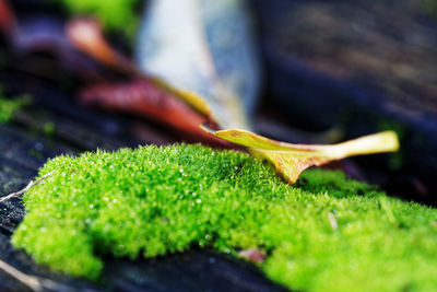 Close-up of insect on leaf