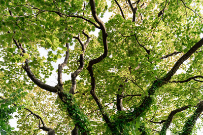 Low angle view of tree in forest