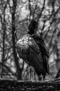 Close-up of black stork perching on wood