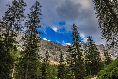 Low angle view of pine trees in forest against sky