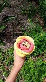 Close-up of hand holding flower