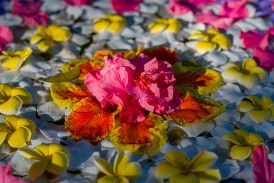 High angle view of pink flowering plants