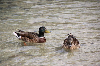 Close-up of mallard duck swimming in lake