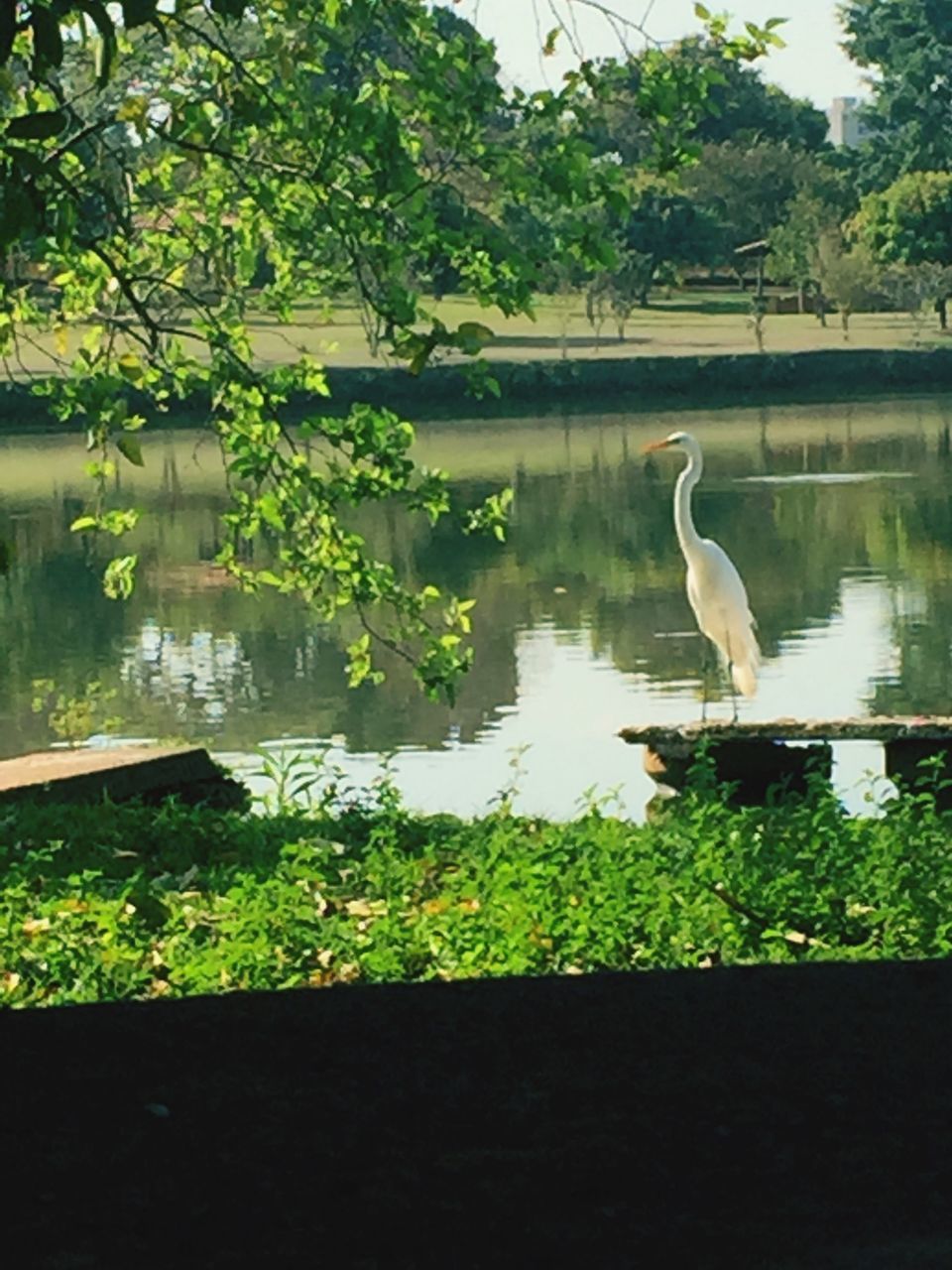 bird, wildlife, water, lake, tree, nature, plant, outdoors, beauty in nature, water bird, day, growth, green color, no people, tranquility, rippled, avian