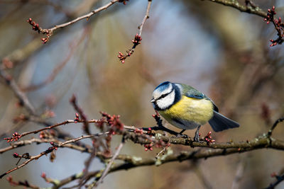 Low angle view of bird perching on branch