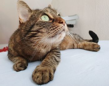 Close-up portrait of a cat lying on bed