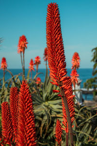 Close-up of plant against sky