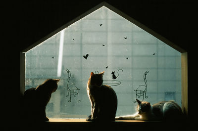 Cats sitting on window sill