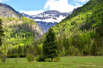 Scenic view of trees on green field against mountains and sky