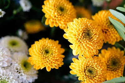 Close-up of yellow daisy flowers