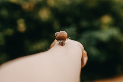 Small snail on hand