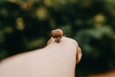 Close-up of hand holding small leaf