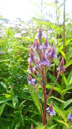 Close-up of purple flowers