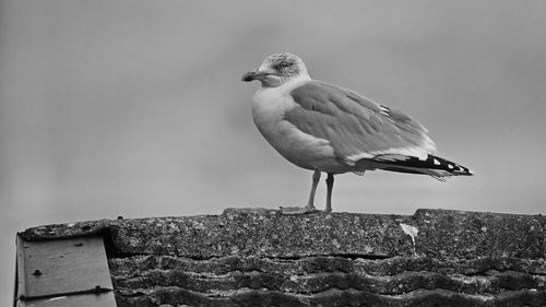 Seagull perching on rock against wall