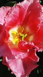 Close-up of pink flowers