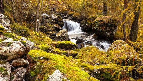 Scenic view of waterfall in forest