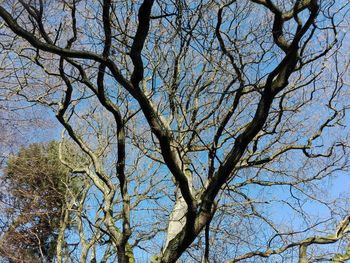 Low angle view of bare tree against blue sky