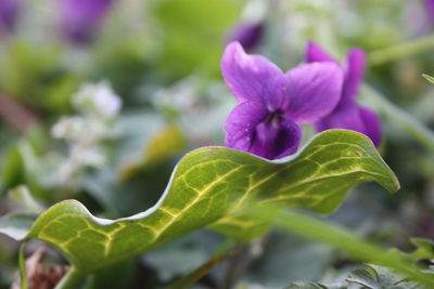 Close-up of purple flowering plant