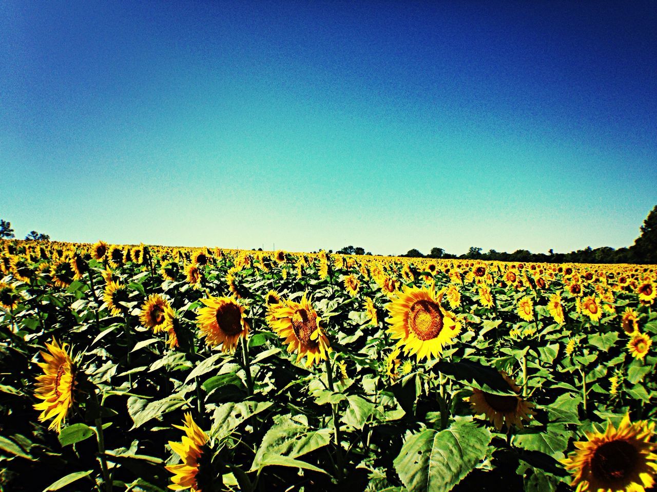 yellow, agriculture, flower, rural scene, clear sky, field, beauty in nature, growth, sunflower, copy space, nature, freshness, farm, crop, landscape, abundance, plant, tranquil scene, oilseed rape, tranquility