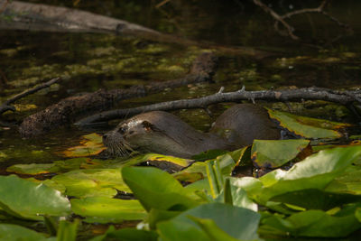 Close-up of lizard in a lake