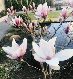 Close-up of pink magnolia flowers