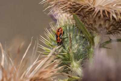 Close-up of insect on plant