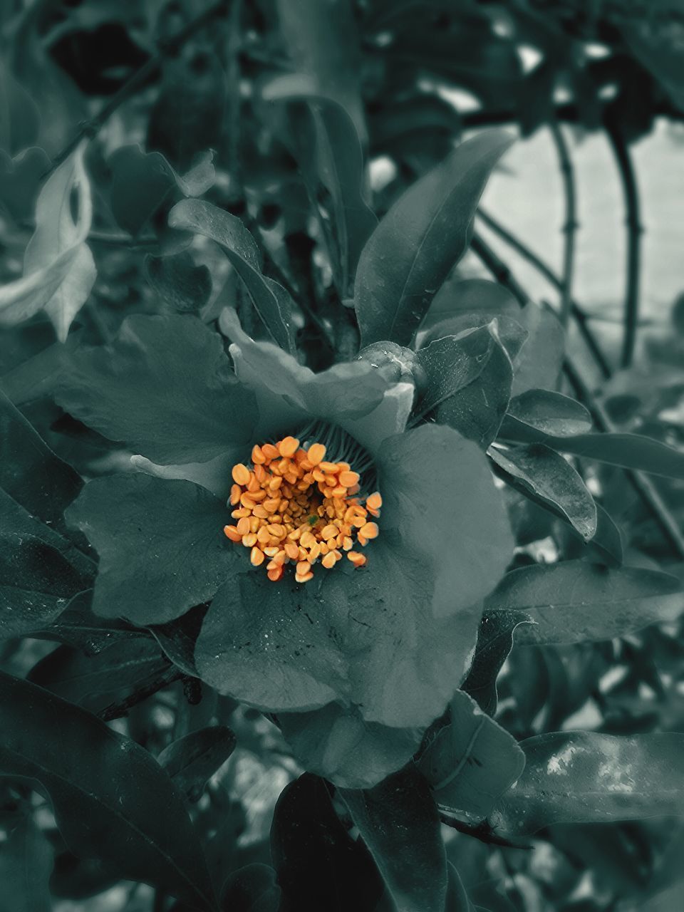 flower, petal, fragility, freshness, flower head, growth, close-up, beauty in nature, nature, plant, focus on foreground, blooming, high angle view, yellow, leaf, in bloom, selective focus, pollen, season, orange color