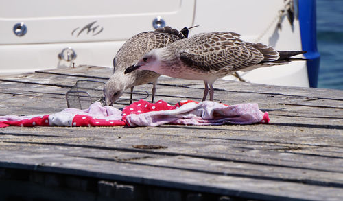 Close-up of birds holding fabric on wooden table