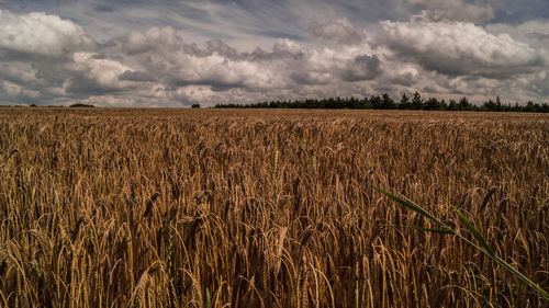 Scenic view of field against sky