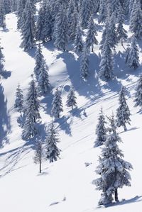 High angle view of frozen trees on hill during sunny day