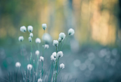 Close-up of white flowering plants on field