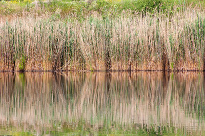 Scenic view of lake