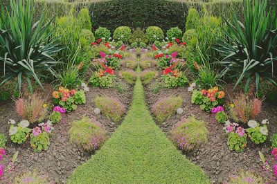 Flowers growing in garden