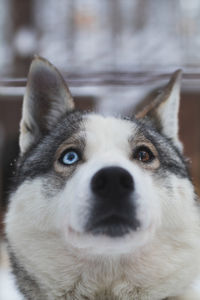 Close-up portrait of husky dog