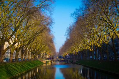 Reflection of trees in water