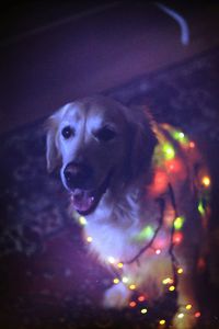 Dog looking up at night