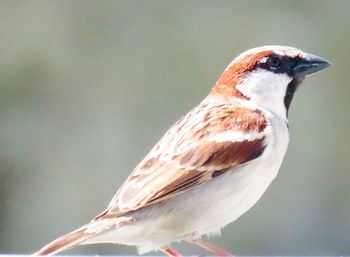 Close-up of a bird